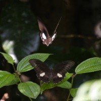 Papilio helenus Linnaeus, 1758